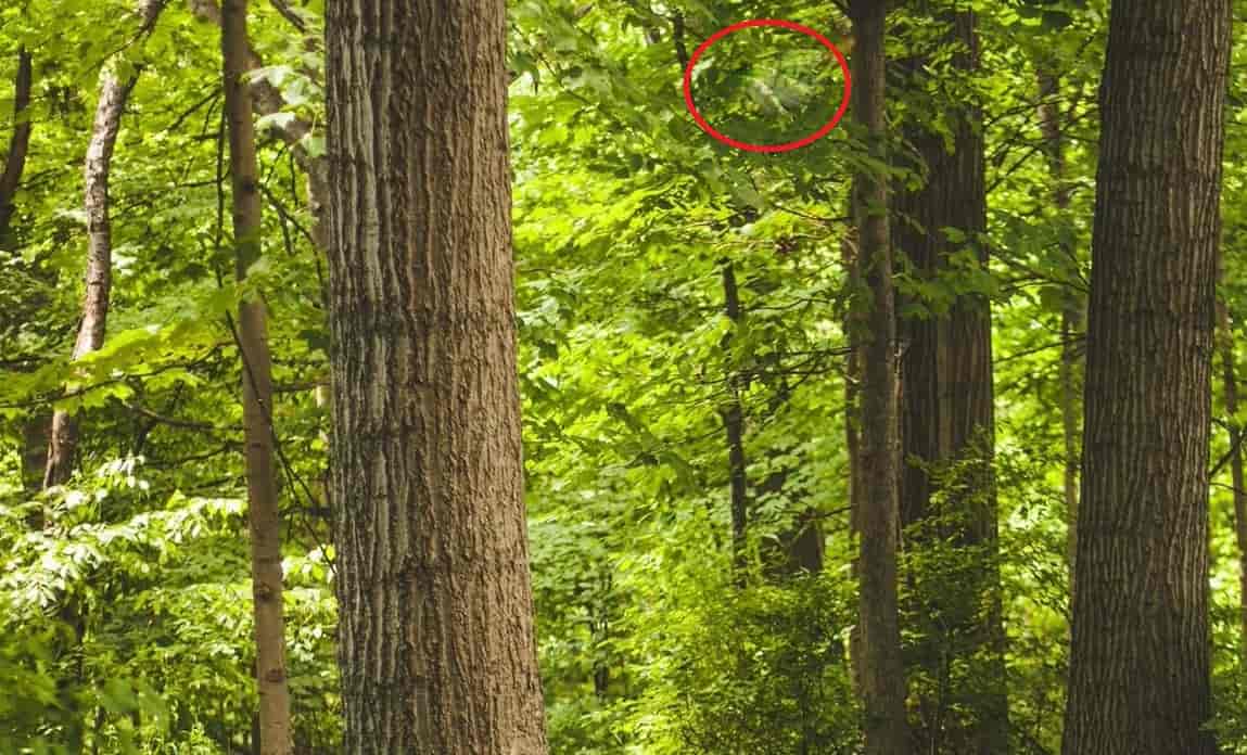 Optical Illusion Can you find a hidden snake in the tree in 7 seconds?